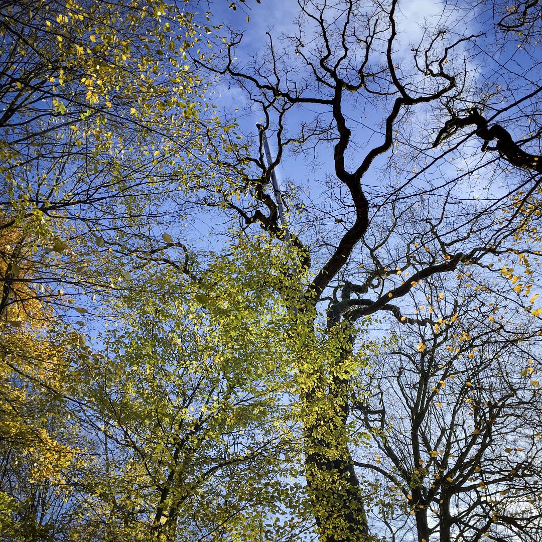  171117_Leuchtfeuer_Jenischpark.jpg